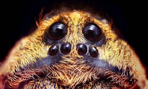 паук с глазками